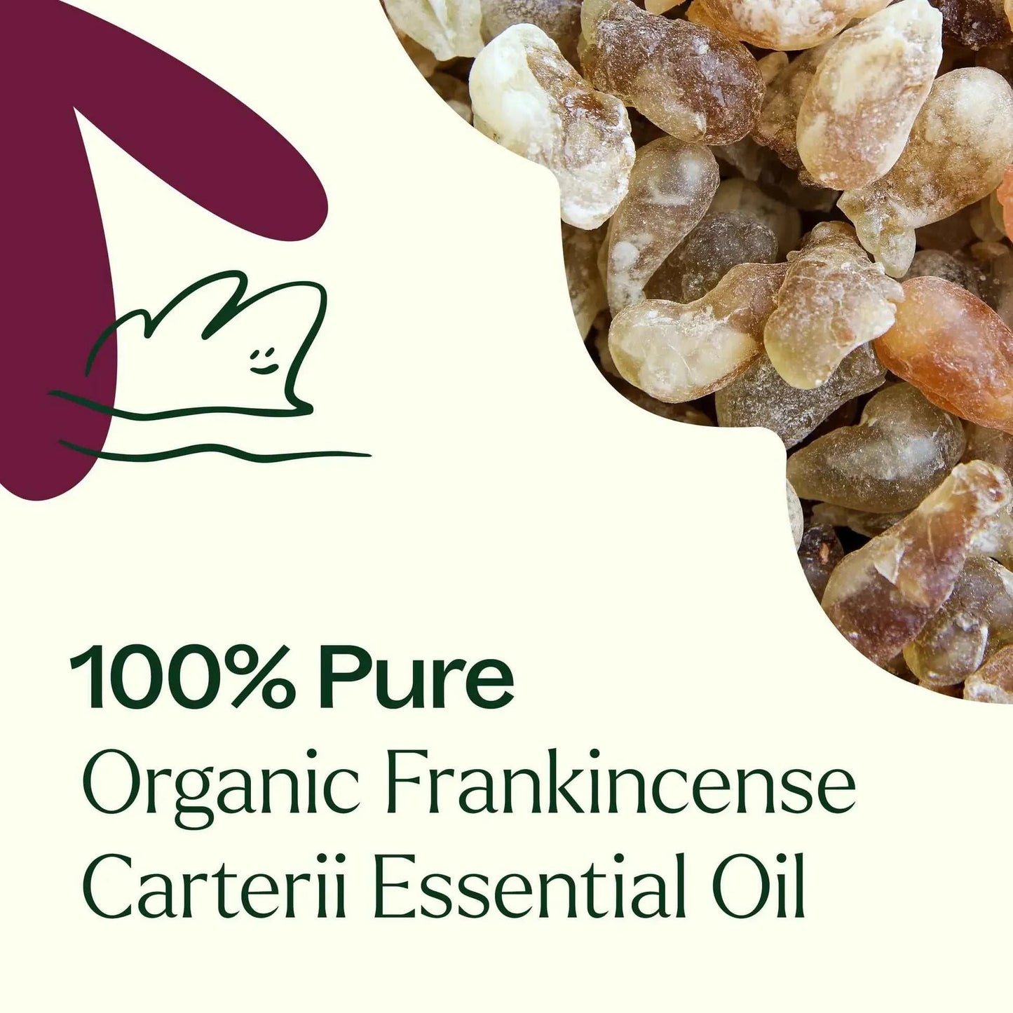 Plant Therapy - Organic Frankincense Carterii Essential Oil 10 mL
