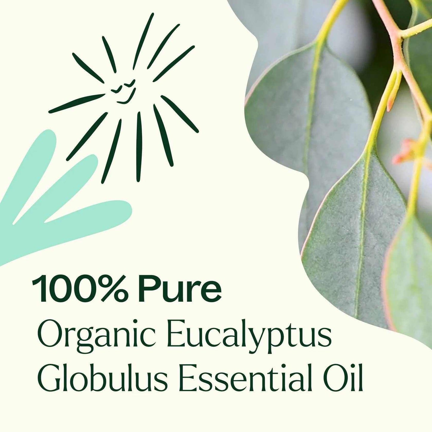Plant Therapy - Organic Eucalyptus Globulus Essential Oil 10 mL